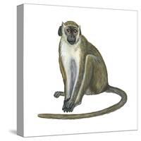 Green Monkey (Cercopithecus Sabaeus), Mammals-Encyclopaedia Britannica-Stretched Canvas