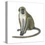 Green Monkey (Cercopithecus Sabaeus), Mammals-Encyclopaedia Britannica-Stretched Canvas