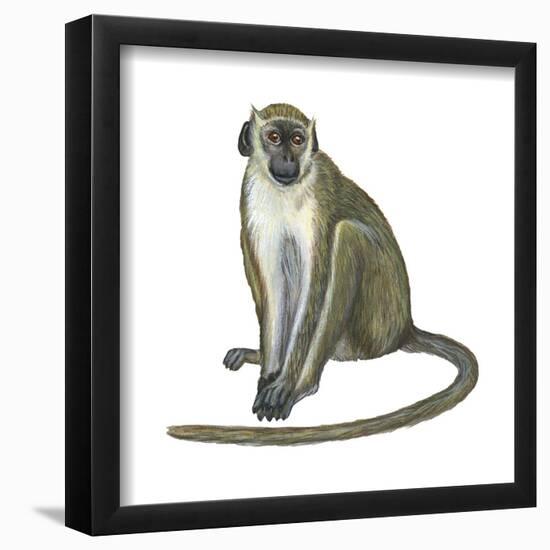 Green Monkey (Cercopithecus Sabaeus), Mammals-Encyclopaedia Britannica-Framed Poster