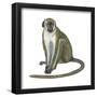 Green Monkey (Cercopithecus Sabaeus), Mammals-Encyclopaedia Britannica-Framed Poster