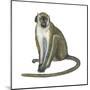 Green Monkey (Cercopithecus Sabaeus), Mammals-Encyclopaedia Britannica-Mounted Poster