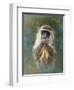 Green Monkey Study-Michael Jackson-Framed Giclee Print