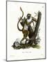 Green Monkey-null-Mounted Giclee Print