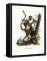 Green Monkey-null-Framed Stretched Canvas