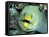 Green Moray, Caribbean-Michael DeFreitas-Framed Stretched Canvas