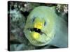 Green Moray, Caribbean-Michael DeFreitas-Stretched Canvas