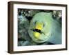 Green Moray, Caribbean-Michael DeFreitas-Framed Photographic Print