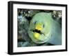 Green Moray, Caribbean-Michael DeFreitas-Framed Photographic Print