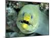 Green Moray, Caribbean-Michael DeFreitas-Mounted Photographic Print