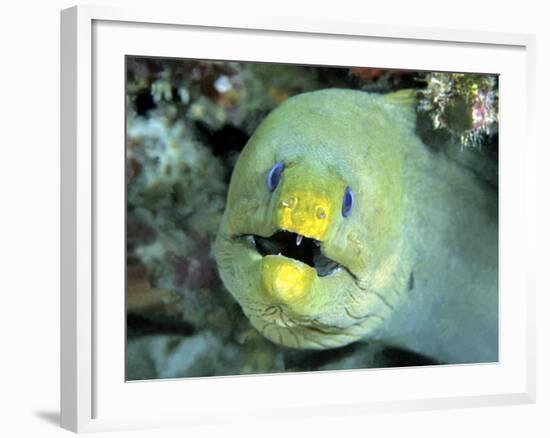 Green Moray, Caribbean-Michael DeFreitas-Framed Photographic Print