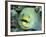 Green Moray, Caribbean-Michael DeFreitas-Framed Photographic Print