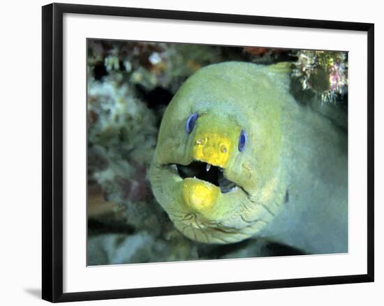 Green Moray, Caribbean-Michael DeFreitas-Framed Photographic Print