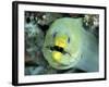 Green Moray, Caribbean-Michael DeFreitas-Framed Photographic Print