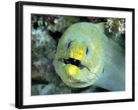 Green Moray, Caribbean-Michael DeFreitas-Framed Photographic Print