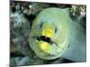 Green Moray, Caribbean-Michael DeFreitas-Mounted Photographic Print