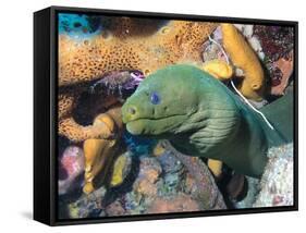 Green Moray Eel On Caribbean Reef-Stocktrek Images-Framed Stretched Canvas