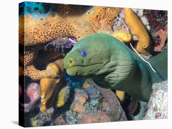 Green Moray Eel On Caribbean Reef-Stocktrek Images-Stretched Canvas