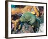 Green Moray Eel On Caribbean Reef-Stocktrek Images-Framed Photographic Print