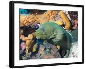 Green Moray Eel On Caribbean Reef-Stocktrek Images-Framed Photographic Print