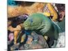 Green Moray Eel On Caribbean Reef-Stocktrek Images-Mounted Photographic Print