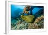 Green Moray (Gymnothorax Funebris) Santa Lucia, Camaguey, Cuba, Caribbean Sea, Atlantic Ocean-Franco Banfi-Framed Photographic Print