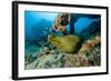 Green Moray (Gymnothorax Funebris) Santa Lucia, Camaguey, Cuba, Caribbean Sea, Atlantic Ocean-Franco Banfi-Framed Photographic Print