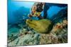 Green Moray (Gymnothorax Funebris) Santa Lucia, Camaguey, Cuba, Caribbean Sea, Atlantic Ocean-Franco Banfi-Mounted Photographic Print