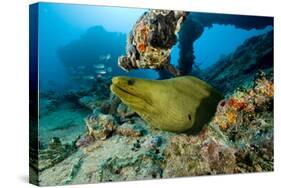 Green Moray (Gymnothorax Funebris) Santa Lucia, Camaguey, Cuba, Caribbean Sea, Atlantic Ocean-Franco Banfi-Stretched Canvas