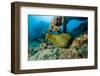 Green Moray (Gymnothorax Funebris) Santa Lucia, Camaguey, Cuba, Caribbean Sea, Atlantic Ocean-Franco Banfi-Framed Photographic Print