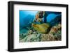 Green Moray (Gymnothorax Funebris) Santa Lucia, Camaguey, Cuba, Caribbean Sea, Atlantic Ocean-Franco Banfi-Framed Photographic Print