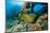 Green Moray (Gymnothorax Funebris) Santa Lucia, Camaguey, Cuba, Caribbean Sea, Atlantic Ocean-Franco Banfi-Mounted Photographic Print