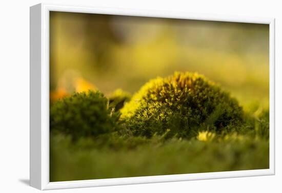 Green moss in sunset light-Paivi Vikstrom-Framed Photographic Print