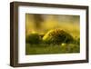 Green moss in sunset light-Paivi Vikstrom-Framed Photographic Print