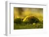 Green moss in sunset light-Paivi Vikstrom-Framed Photographic Print