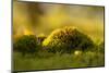 Green moss in sunset light-Paivi Vikstrom-Mounted Photographic Print
