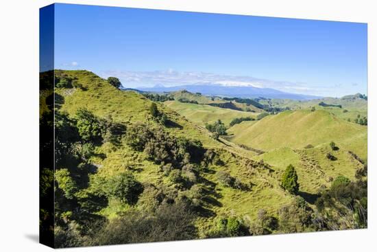 Green Mounds with the Tongariro National Park in the Background, North Island, New Zealand, Pacific-Michael Runkel-Stretched Canvas