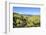 Green Mounds with the Tongariro National Park in the Background, North Island, New Zealand, Pacific-Michael Runkel-Framed Photographic Print