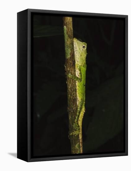Green Mountain Agama in Rainforest at Night, Mt Kinabalu, Sabah, Borneo-Tony Heald-Framed Stretched Canvas