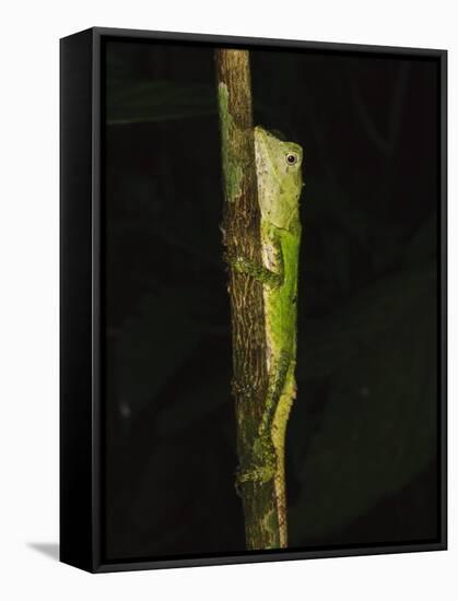 Green Mountain Agama in Rainforest at Night, Mt Kinabalu, Sabah, Borneo-Tony Heald-Framed Stretched Canvas