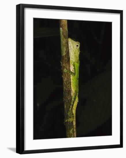 Green Mountain Agama in Rainforest at Night, Mt Kinabalu, Sabah, Borneo-Tony Heald-Framed Photographic Print