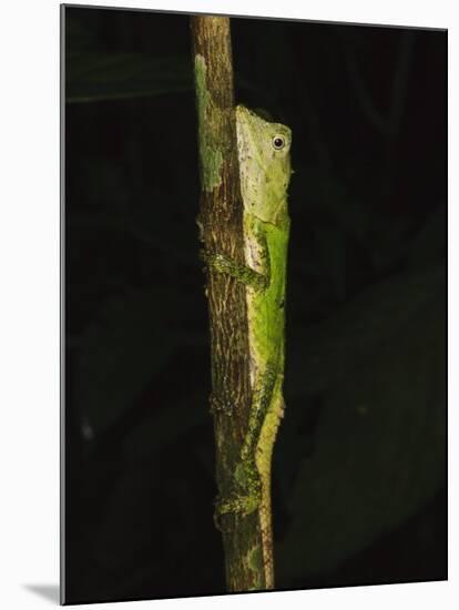 Green Mountain Agama in Rainforest at Night, Mt Kinabalu, Sabah, Borneo-Tony Heald-Mounted Photographic Print