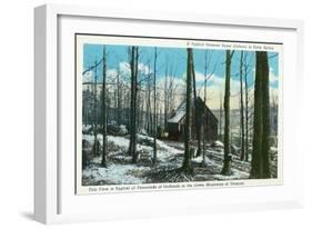 Green Mountains, Vermont, View of a Typical Vermont Sugar Orchard-Lantern Press-Framed Art Print