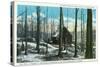 Green Mountains, Vermont, View of a Typical Vermont Sugar Orchard-Lantern Press-Stretched Canvas