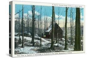 Green Mountains, Vermont, View of a Typical Vermont Sugar Orchard-Lantern Press-Stretched Canvas