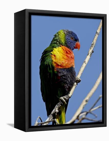 Green-Naped Lorikeet (Trichoglossus Haematodus Haematodus) in Captivity, Denver Zoo, Colorado-null-Framed Stretched Canvas