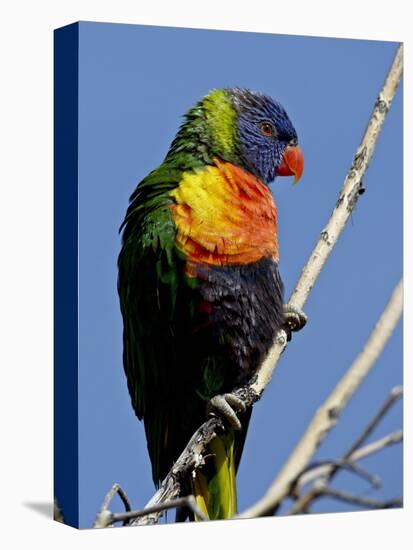 Green-Naped Lorikeet (Trichoglossus Haematodus Haematodus) in Captivity, Denver Zoo, Colorado-null-Stretched Canvas