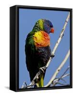 Green-Naped Lorikeet (Trichoglossus Haematodus Haematodus) in Captivity, Denver Zoo, Colorado-null-Framed Stretched Canvas