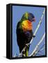 Green-Naped Lorikeet (Trichoglossus Haematodus Haematodus) in Captivity, Denver Zoo, Colorado-null-Framed Stretched Canvas