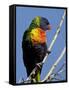 Green-Naped Lorikeet (Trichoglossus Haematodus Haematodus) in Captivity, Denver Zoo, Colorado-null-Framed Stretched Canvas