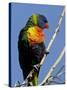 Green-Naped Lorikeet (Trichoglossus Haematodus Haematodus) in Captivity, Denver Zoo, Colorado-null-Stretched Canvas